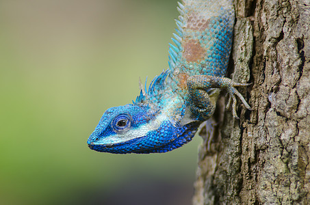 蓝色的蜥蜴背景图片