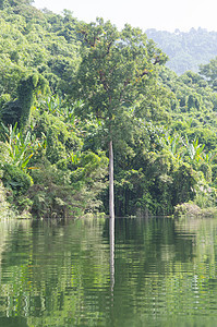 热带森林的水库图片