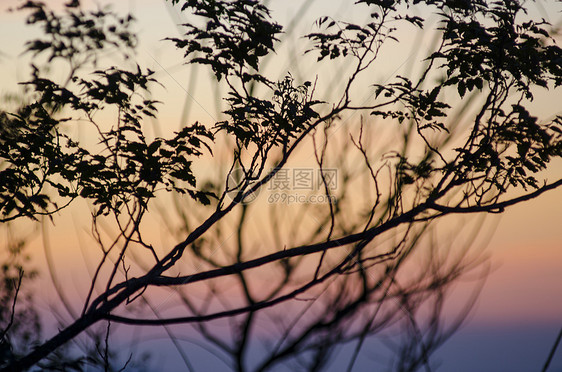 日落时的树影图片