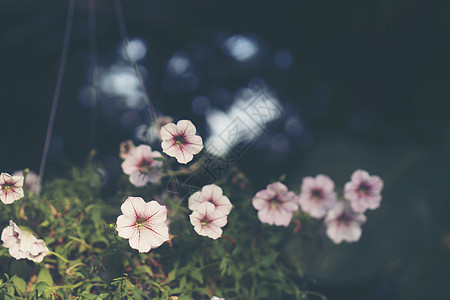 花的背景与阳光图片