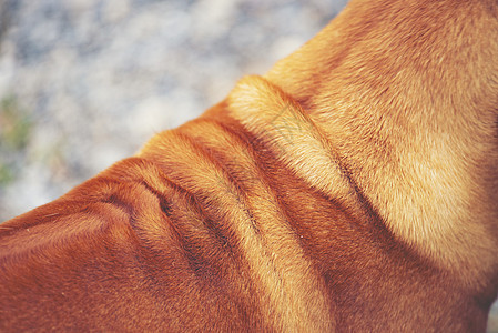 老黑法国斗牛犬图片