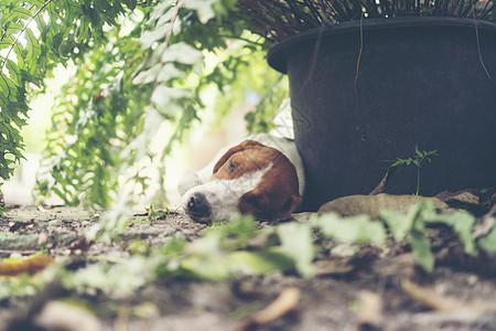 小猎犬大自然中睡觉图片