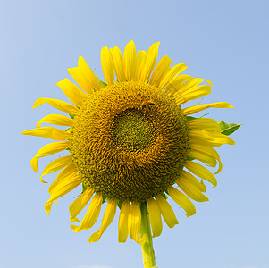 太阳花图片