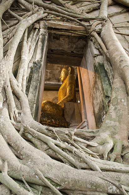 树根吸收废墟,寺庙泰国图片