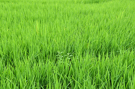 稻田背景图片