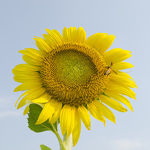 太阳花图片