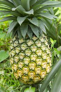 新鲜菠萝图片
