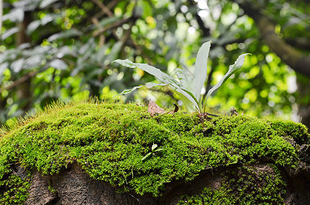 热带高原森林的棵树上拍摄苔藓背景图片