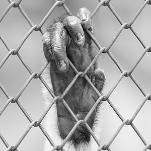 猴子的手放在篱笆上图片