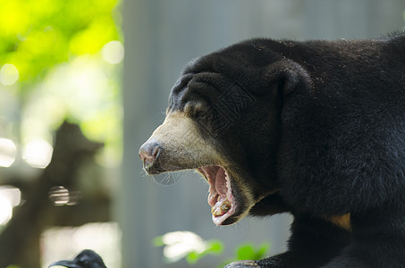 泰国动物园开放的黑熊图片