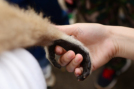 猴子人类握手图片