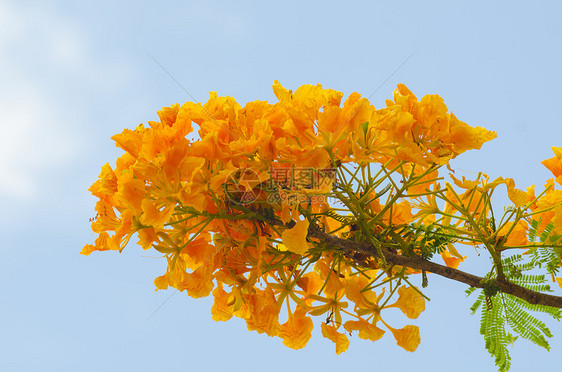 美丽的孔雀花与蓝天,泰国图片