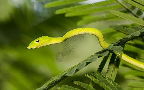 泰国雨林中的绿色蛇图片