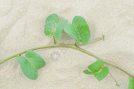 沙子上的植物叶子图片