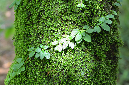 观拍摄热带高地森林的棵树上的苔藓,泰国图片