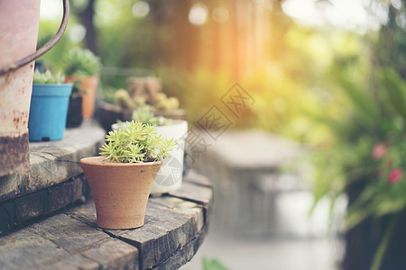 同的盆栽中收集各种仙人掌肉质植物盆栽仙人掌屋植物图片