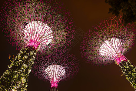 夜间海湾旁的花园展示超级树木树林图片