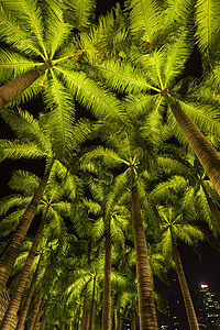 新加坡公园椰子树图片