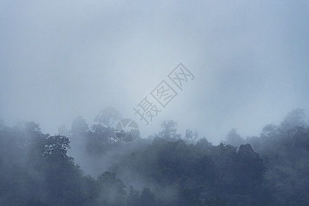 森林山坡低洼的云与常绿针叶树笼罩薄雾中的风景景观景观背景图片