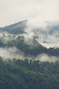 热带森林层图片