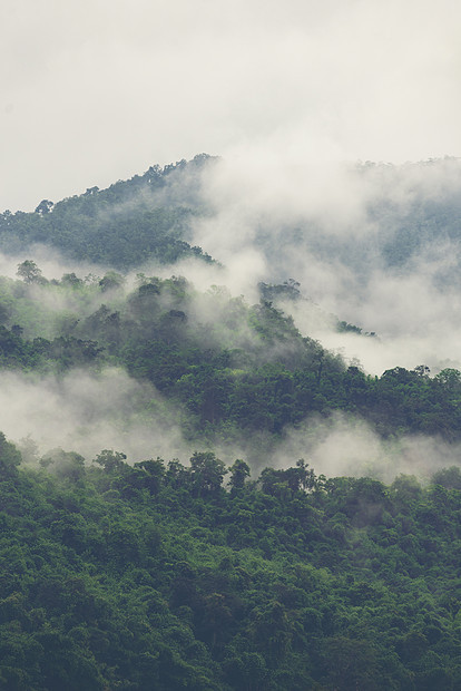 热带森林层图片