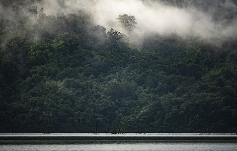 热带雨林景观景观,自然景观图片