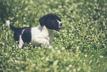 快乐的比格犬绿色的草地上玩得开心图片