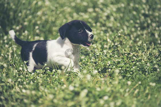 快乐的比格犬绿色的草地上玩得开心图片