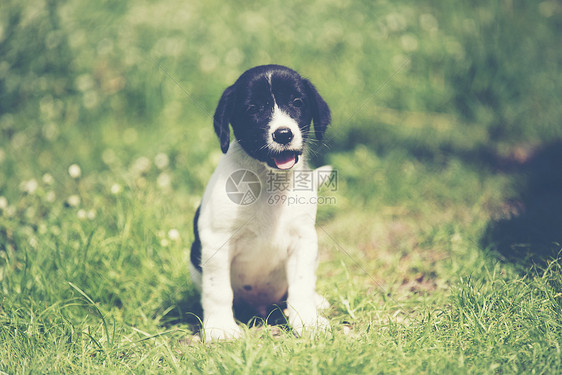 纯种比格犬正次学世界图片