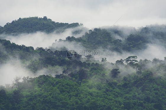 森林山坡低洼的云与常绿针叶树笼罩薄雾中的风景景观景观图片