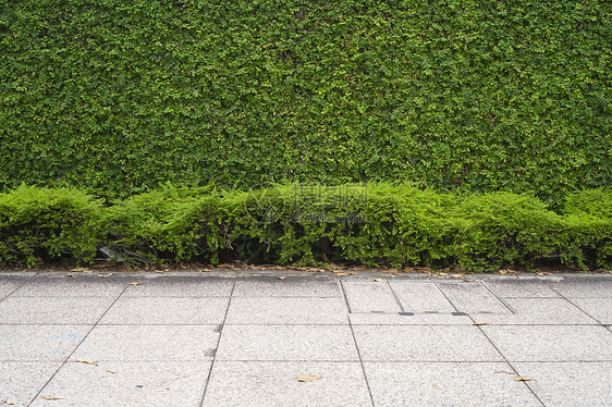 绿色植物墙图片