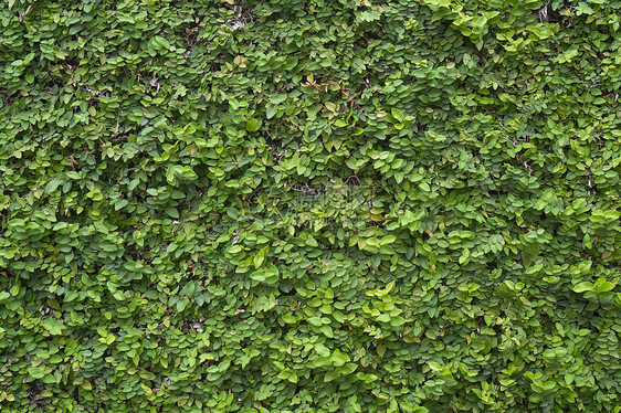 绿色植物墙图片
