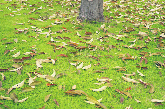 绿草草坪上的秋叶图片