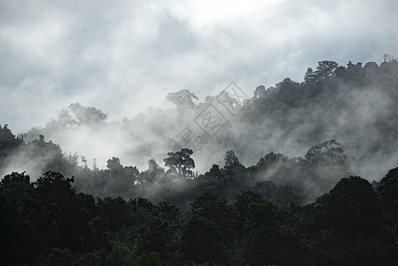 山景层,热带森林自然田图片