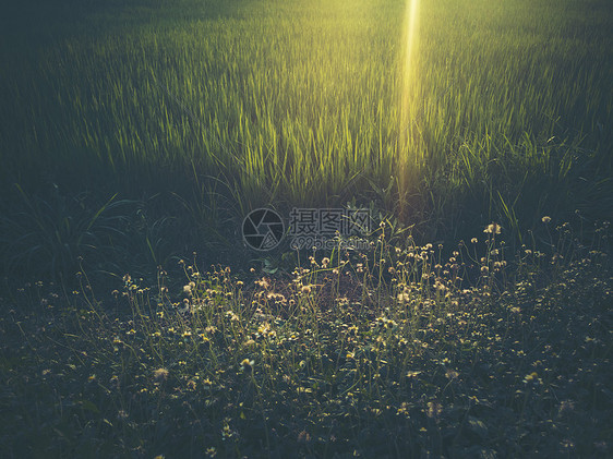 草花田,日落景色图片