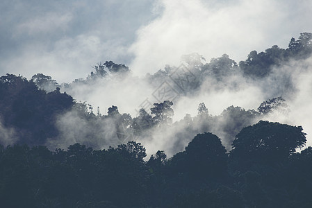 泰国热带森林山上的雾图片