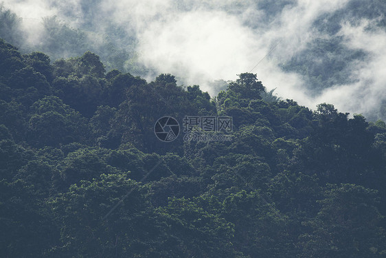 泰国热带森林山上的雾图片