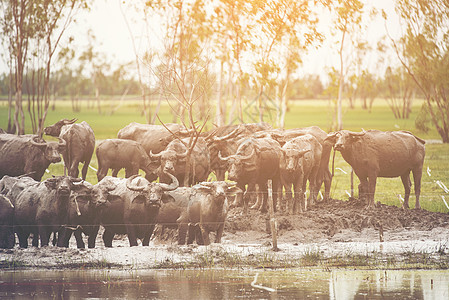 泰国田野的水牛养殖图片