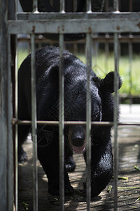 大黑熊被困钢筋笼里背景图片