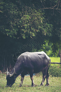 泰国水牛,老式过滤器图像图片
