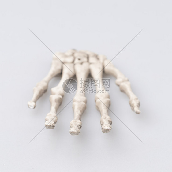 人类骨骼图片