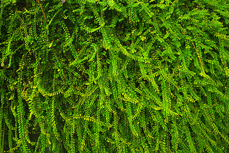 绿色常春藤植物墙背景图片