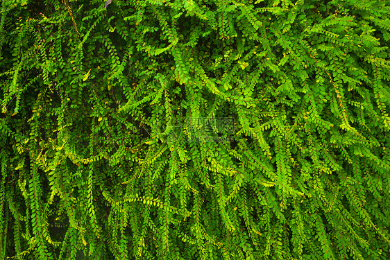 绿色常春藤植物墙图片