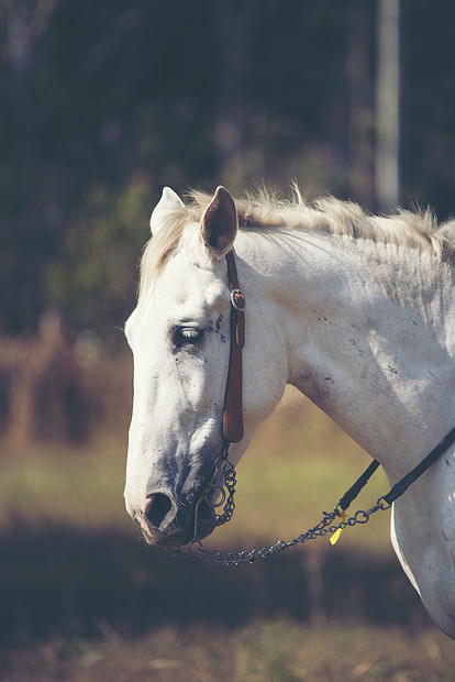 美丽的白马长长的鬃毛肖像