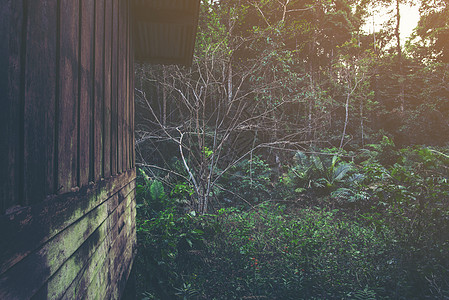 森林里的旧木屋图片