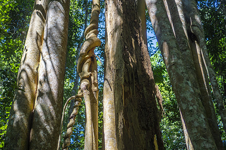 热带森林中的大树,自然景象图片