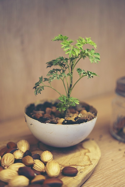 新的生活理念,植物播种大自然中图片