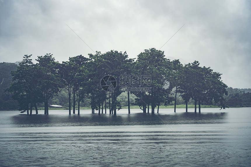 水湖里的树图片