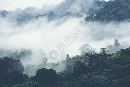 泰国热带森林山上的雾图片