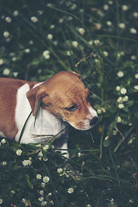 可爱的小狗草地上奔跑图片